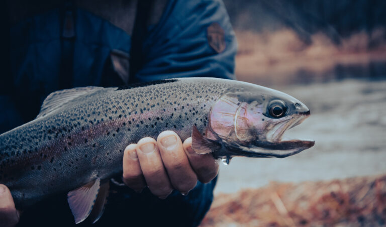 St. Joe and CDA River Fly Fishing 31 768x452